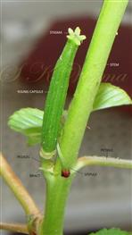 Developing fruit (Capsule)